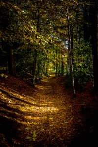 Preview wallpaper forest, path, autumn, trees, leaves