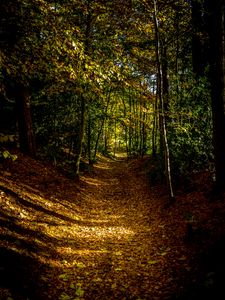 Preview wallpaper forest, path, autumn, trees, leaves