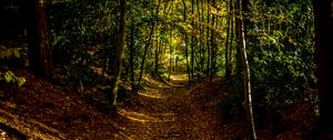 Preview wallpaper forest, path, autumn, trees, leaves