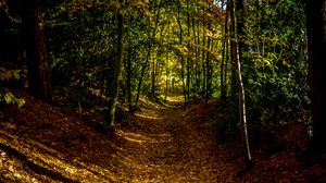 Preview wallpaper forest, path, autumn, trees, leaves