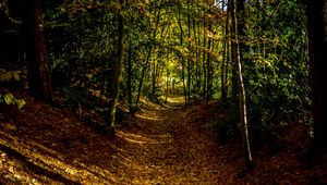 Preview wallpaper forest, path, autumn, trees, leaves