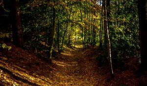 Preview wallpaper forest, path, autumn, trees, leaves
