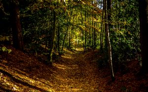 Preview wallpaper forest, path, autumn, trees, leaves
