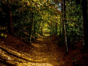 Preview wallpaper forest, path, autumn, trees, leaves