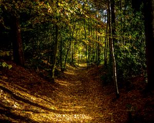 Preview wallpaper forest, path, autumn, trees, leaves