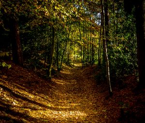 Preview wallpaper forest, path, autumn, trees, leaves