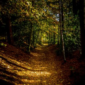 Preview wallpaper forest, path, autumn, trees, leaves