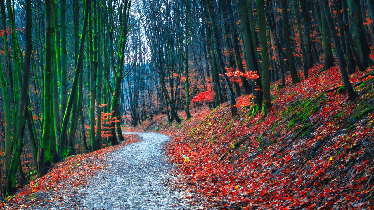 Wallpaper forest, path, autumn, nature, fallen leaves hd, picture, image