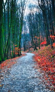 Preview wallpaper forest, path, autumn, nature, fallen leaves