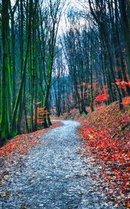 Preview wallpaper forest, path, autumn, nature, fallen leaves