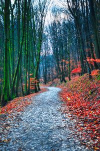 Preview wallpaper forest, path, autumn, nature, fallen leaves