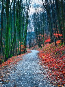 Preview wallpaper forest, path, autumn, nature, fallen leaves