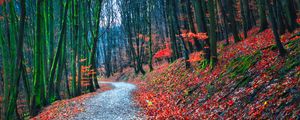 Preview wallpaper forest, path, autumn, nature, fallen leaves