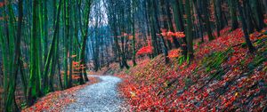 Preview wallpaper forest, path, autumn, nature, fallen leaves