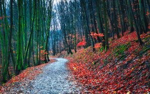 Preview wallpaper forest, path, autumn, nature, fallen leaves