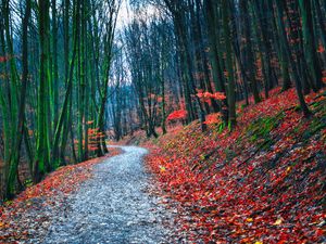 Preview wallpaper forest, path, autumn, nature, fallen leaves