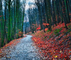 Preview wallpaper forest, path, autumn, nature, fallen leaves