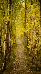 Preview wallpaper forest, path, autumn, fallen leaves, nature