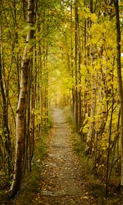 Preview wallpaper forest, path, autumn, fallen leaves, nature