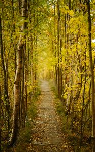 Preview wallpaper forest, path, autumn, fallen leaves, nature
