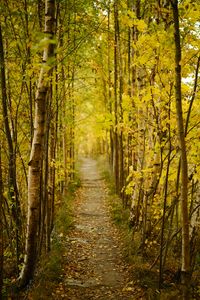 Preview wallpaper forest, path, autumn, fallen leaves, nature