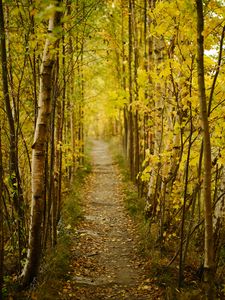 Preview wallpaper forest, path, autumn, fallen leaves, nature