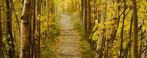 Preview wallpaper forest, path, autumn, fallen leaves, nature