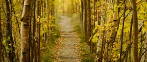 Preview wallpaper forest, path, autumn, fallen leaves, nature