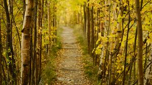 Preview wallpaper forest, path, autumn, fallen leaves, nature
