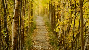 Preview wallpaper forest, path, autumn, fallen leaves, nature