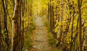 Preview wallpaper forest, path, autumn, fallen leaves, nature