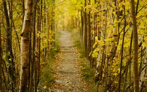 Preview wallpaper forest, path, autumn, fallen leaves, nature