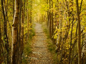 Preview wallpaper forest, path, autumn, fallen leaves, nature