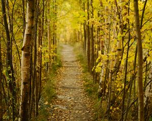 Preview wallpaper forest, path, autumn, fallen leaves, nature
