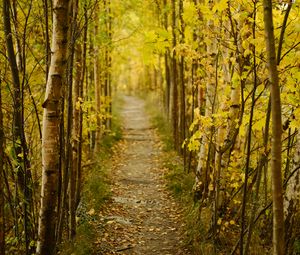 Preview wallpaper forest, path, autumn, fallen leaves, nature