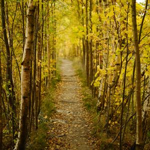 Preview wallpaper forest, path, autumn, fallen leaves, nature