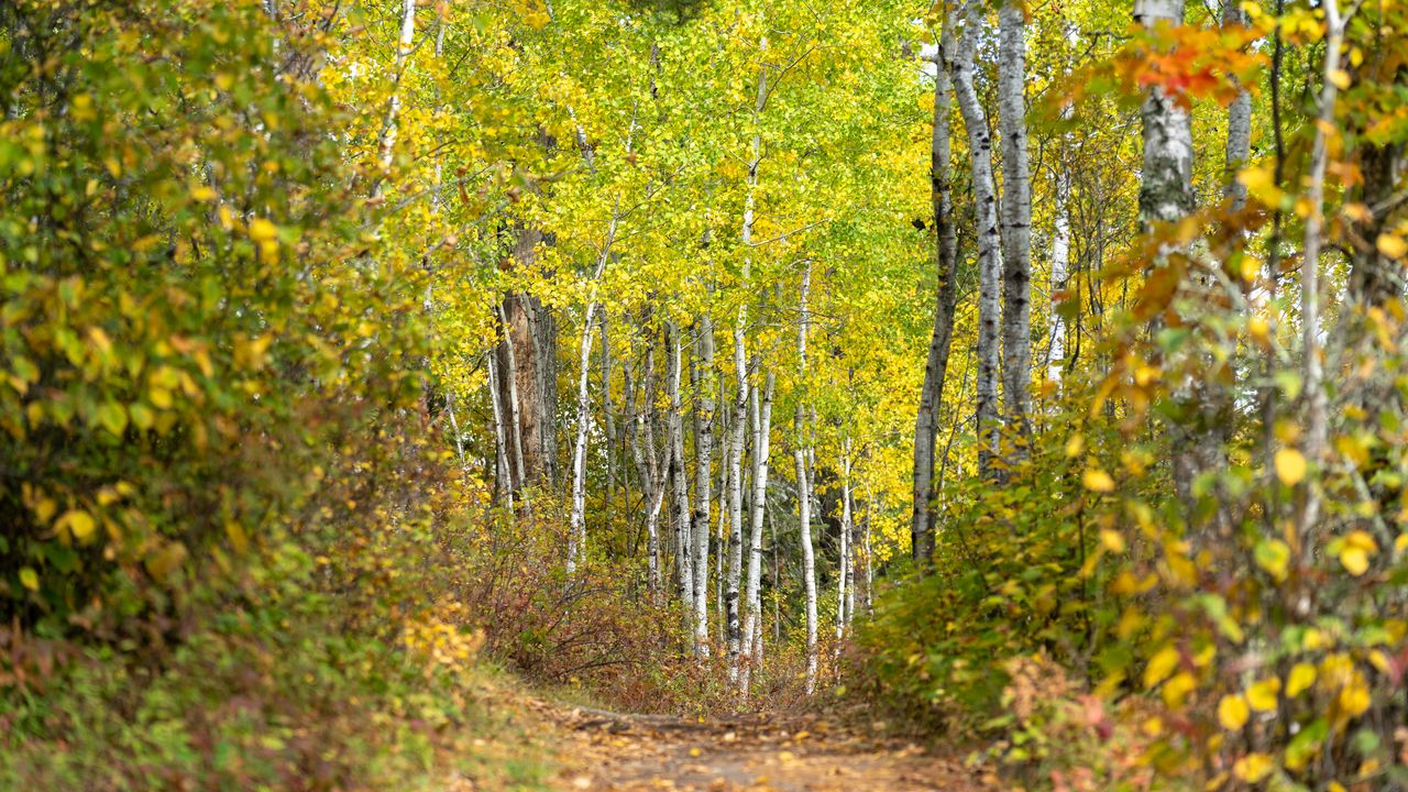 Wallpaper forest, path, birch trees, autumn, nature
