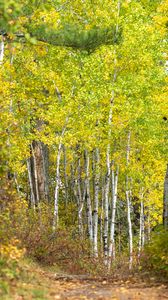 Preview wallpaper forest, path, birch trees, autumn, nature