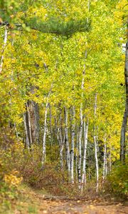 Preview wallpaper forest, path, birch trees, autumn, nature