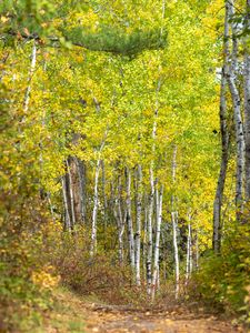 Preview wallpaper forest, path, birch trees, autumn, nature