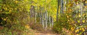 Preview wallpaper forest, path, birch trees, autumn, nature