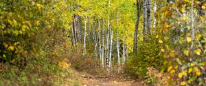 Preview wallpaper forest, path, birch trees, autumn, nature