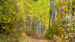 Preview wallpaper forest, path, birch trees, autumn, nature