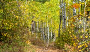 Preview wallpaper forest, path, birch trees, autumn, nature