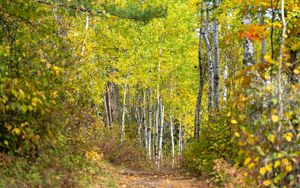 Preview wallpaper forest, path, birch trees, autumn, nature