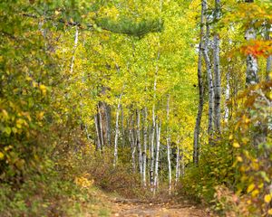 Preview wallpaper forest, path, birch trees, autumn, nature