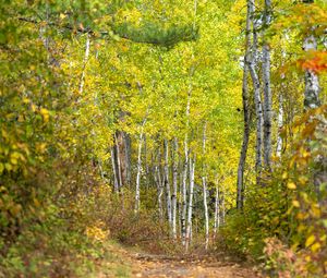 Preview wallpaper forest, path, birch trees, autumn, nature