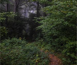 Preview wallpaper forest, path, branches, trees