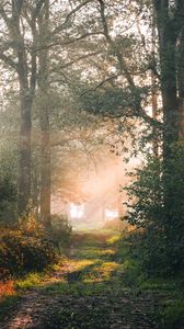 Preview wallpaper forest, path, branches, rays, sun