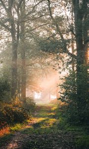 Preview wallpaper forest, path, branches, rays, sun